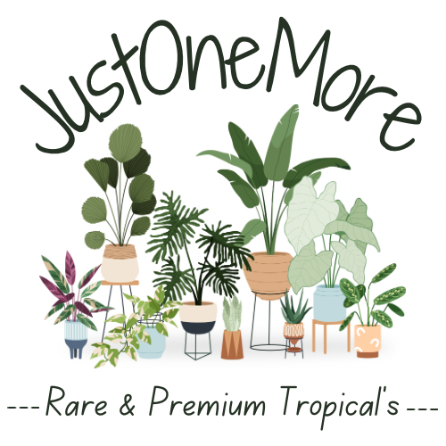 JustOneMore: Rare & Premium Tropicals